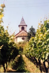 Ein Weinberg mit grünen Reben und einer Kirche im Hintergrund. Der Himmel ist klar und sonnig.
