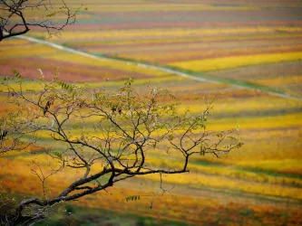 Herbst im Weinberg (© F. Wilke)