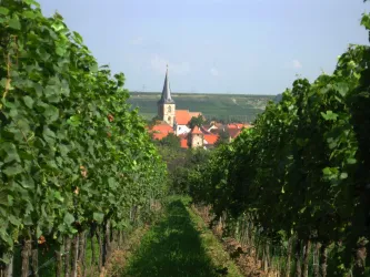 Freinsheim (© F. Wilke)