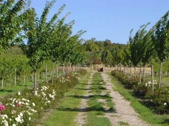 Freinsheim - Weinbergsgarten Baumallee (© Reibold)