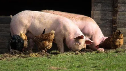 Schweine u. Hühner (© Pixabay)