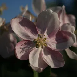 Apfelblüte (© Obsthof Schick)