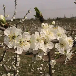 Zwetschenblüte (© Obsthof Schick)