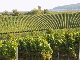 Freinsheimer Weinlage Oschelskopf (© B.Reibold-Niederauer)