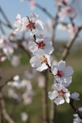 Blütenzweig mit pinken und weißen Blüten vor unscharfem Hintergrund. Die Szene vermittelt einen frischen und frühlingshaften Eindruck.