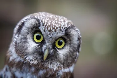 Heimatfotos_Raufußkauz (© Heimatfotos André-Straub)
