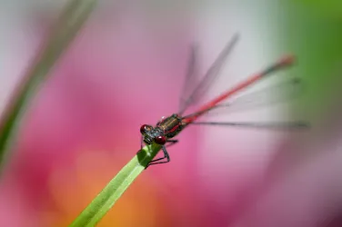Heimatfotos_Adonislibelle (© Heimatfotos Andrea-Aeckerle-Mueller)