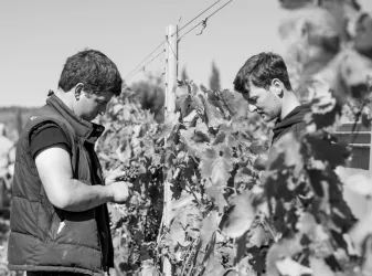 Philipp und Johannes Reibold bei der Weinlese im Weinberg