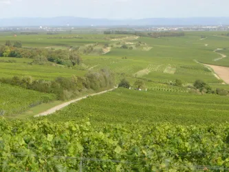 Weinhopping, Blick auf Weinberge (© Urlaubsregion Freinsheim)