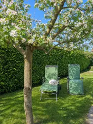 Eine sonnige Gartenszene mit zwei grünen Liegen unter einem blühenden Baum. Im Hintergrund steht eine grüne Hecke.
