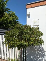 Ein kleiner Baum steht neben einer weißen Wand. Im Hintergrund ist ein blauer Himmel und ein Zaun zu sehen.