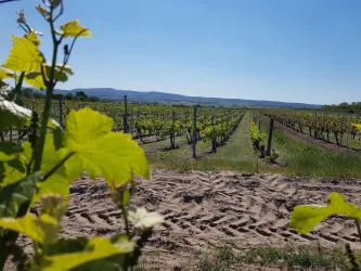 Sandboden mit Weinberg (© Karin Josy)
