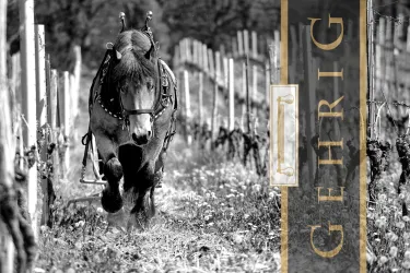 Layout Weingut Gehrig (© Weingut Gehrig)