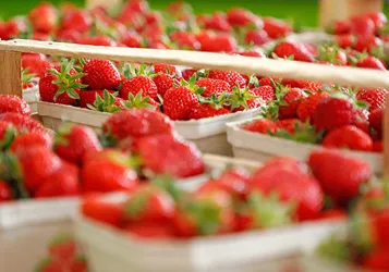 Erdbeeren (© Spargelhof Andreas Eberhardt)