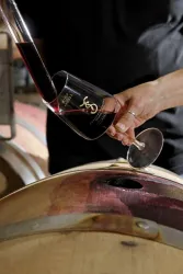Weingut Sippel Bild 2 (© Weinguut Sippel)