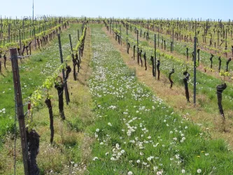 Weinberg bei Weisenheim am Berg (© Urlaubsregion Freinsheim)
