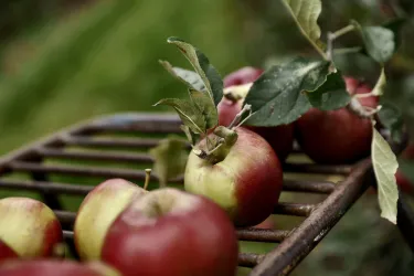 Äpfel auf Ernteschlitten