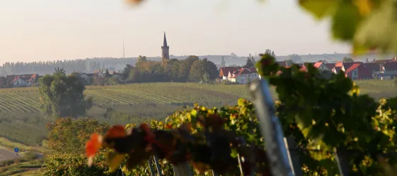 Ein malerisches Weinbaugebiet mit sanften Hügeln und Reihen von Reben. Im Hintergrund ist ein kleiner Ort mit einem hohen Turm zu sehen.