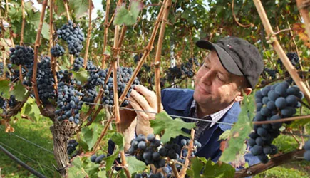 <p>Herr Koob im Weinberg bei der Lese von blauen Trauben</p>
