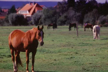 Erpolzheim - LSG Bruch, Wiese mit Pferden (© Urlaubsregion Freinsheim)