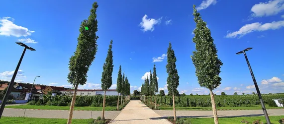 Weingut am Nil - Zufahrt zum Weingut (© Weingut am Nil)