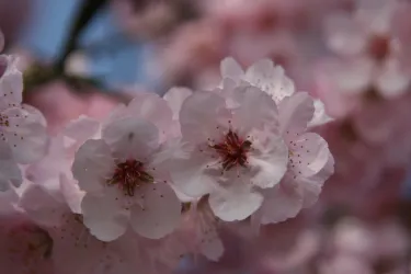 Mandelblüte (© Urlaubsregion Freinsheim)