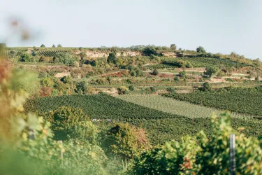 Weinberge (© Köhler-Ruprecht)