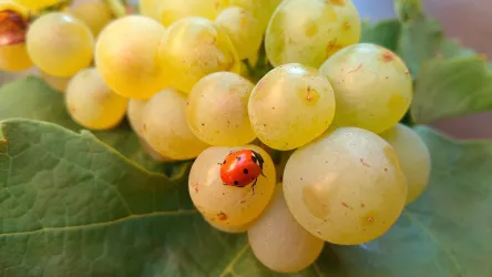 Marienkäfer erkundet Traubenbeeren