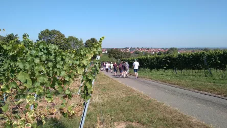 Gruppe im Rebenmeer