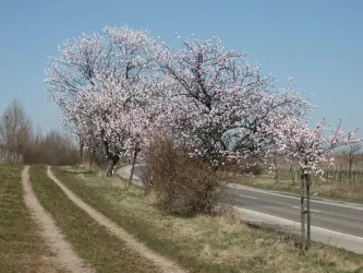 Mandelblüte, Mandelbäume Weinstraßerichtung H/Bg. (© Urlaubsregion Freinsheim)