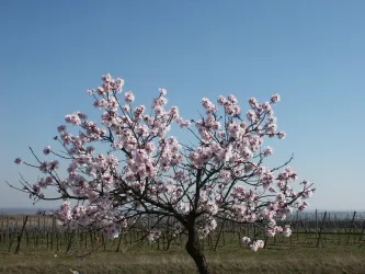 Mandelblüte 1, blühender Mandelbaum (© Urlaubsregion Freinsheim)
