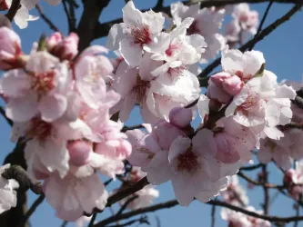 Mandelblüte 2, Mandelblütenzweig (© Urlaubsregion Freinsheim)