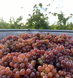 Weinlese Benderhof (© Benderhof)