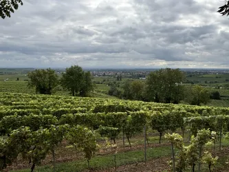 Eine weite Landschaft mit Weinreben unter einem bewölkten Himmel. Im Hintergrund sind sanfte Hügel und ein kleiner Ort zu sehen.