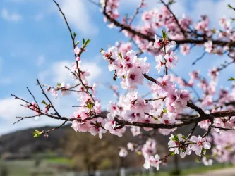 Mandelblüte (© Pfalztouristik)