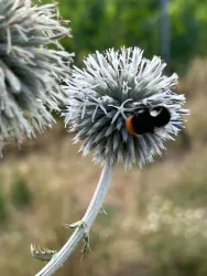 Silberdistel (© weingut lichti & astroh)