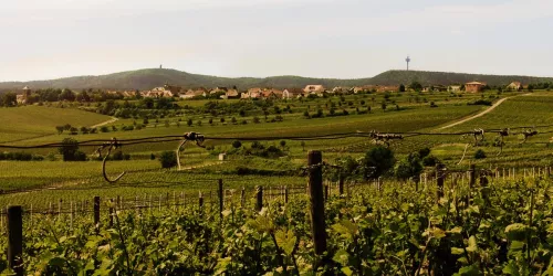 Weingut Gabel, Weinberg (© Weingut Gabel)