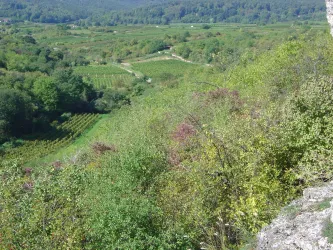 Felsenberg 3, Taleinschnitt mit begrünten Fläschen (© Urlaubsregion Freinsheim)