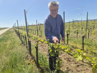 Herr Becker bei der Arbeit im Frühjahr im Weinberg
