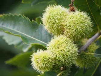 Keschde im Fruchtbecher