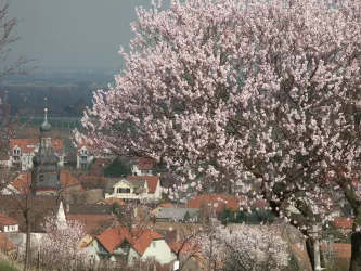 Mandelblüte