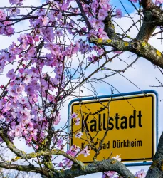 Mandelblüte in Kallstadt