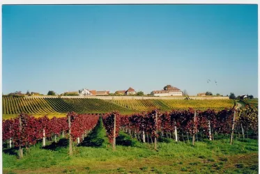 Blick auf Herxheim von Süden