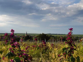 Panoramaansicht Freinsheim im Sommer