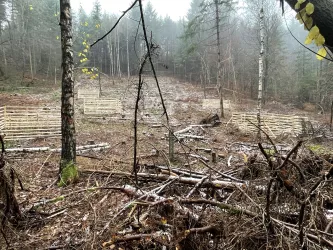 Erster Friseurwald in Rheinland-Pfalz