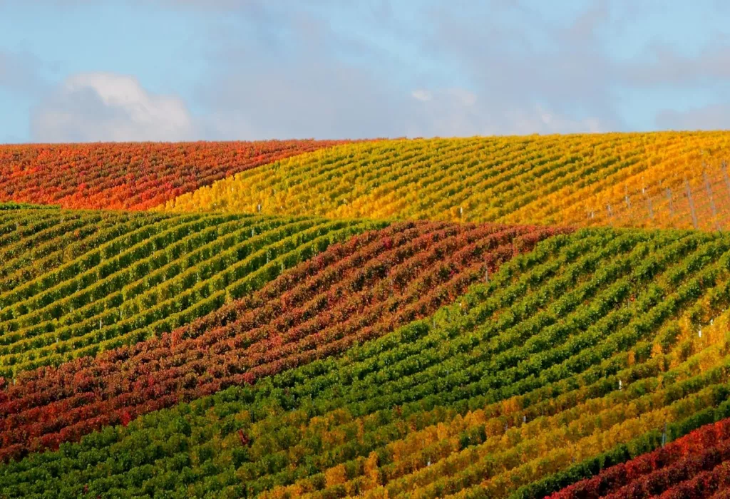 Rieslingwelle Ostmann