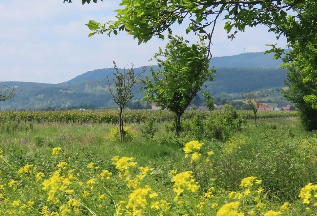 Blick auf die Haardt