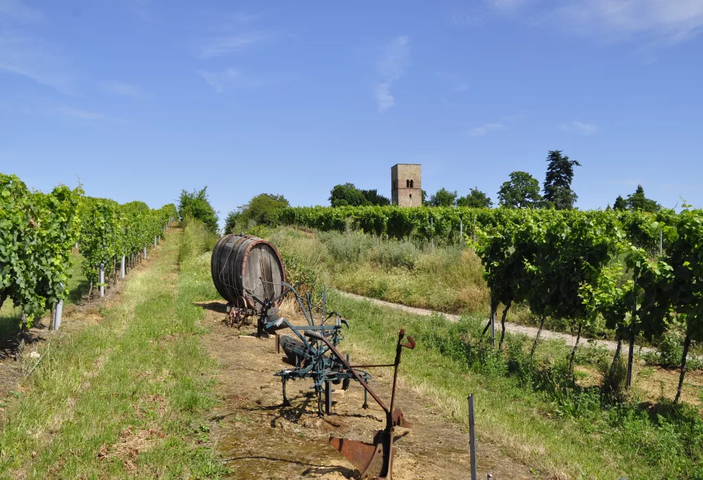 Weinbergansicht zwischen Erpolzheim und Freinsheim