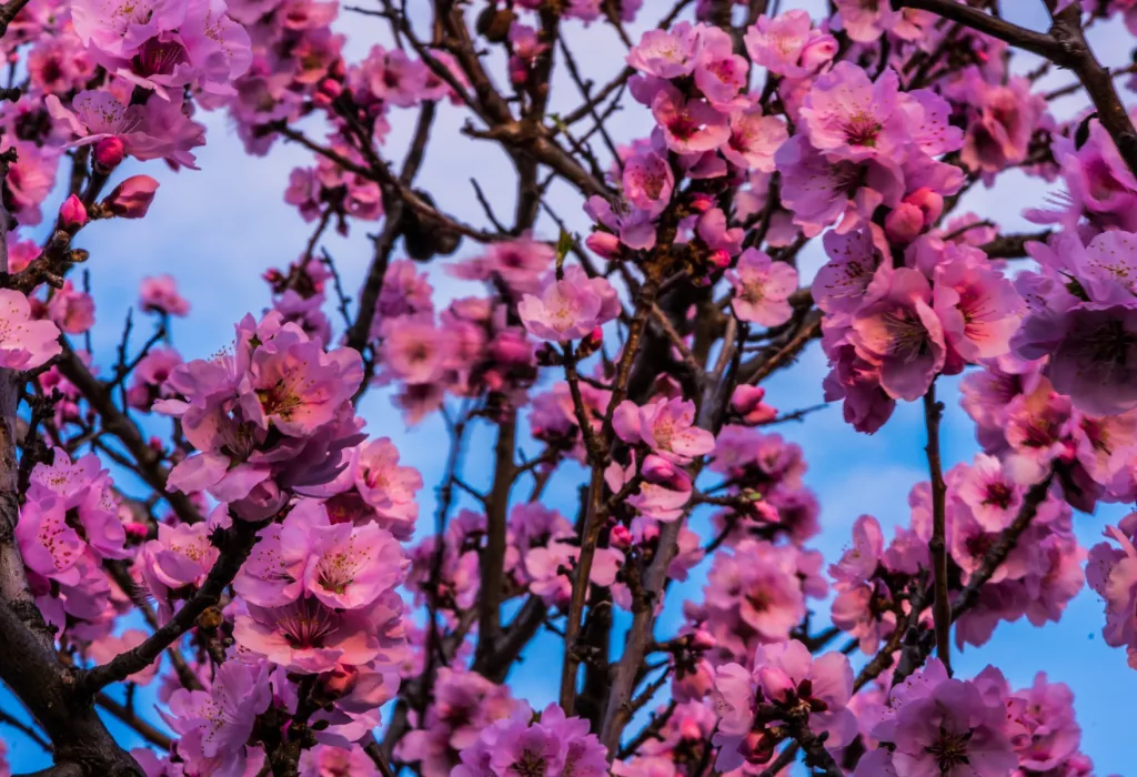 die Mandelblüte in der Urlaubsregion Freinsheim