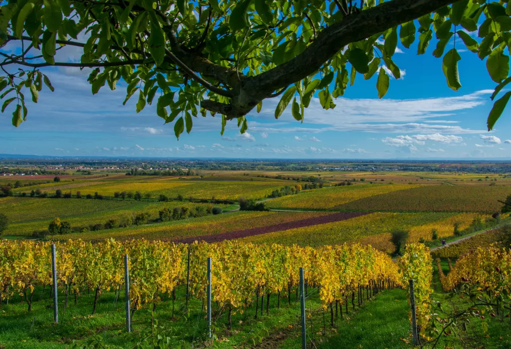 Weinberge im Herbst von Herxheim am Berg aus gesehen